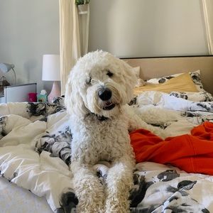 Meet your Posher, Sydney